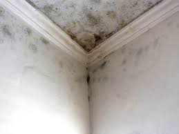 Best Black Mold Removal in USA